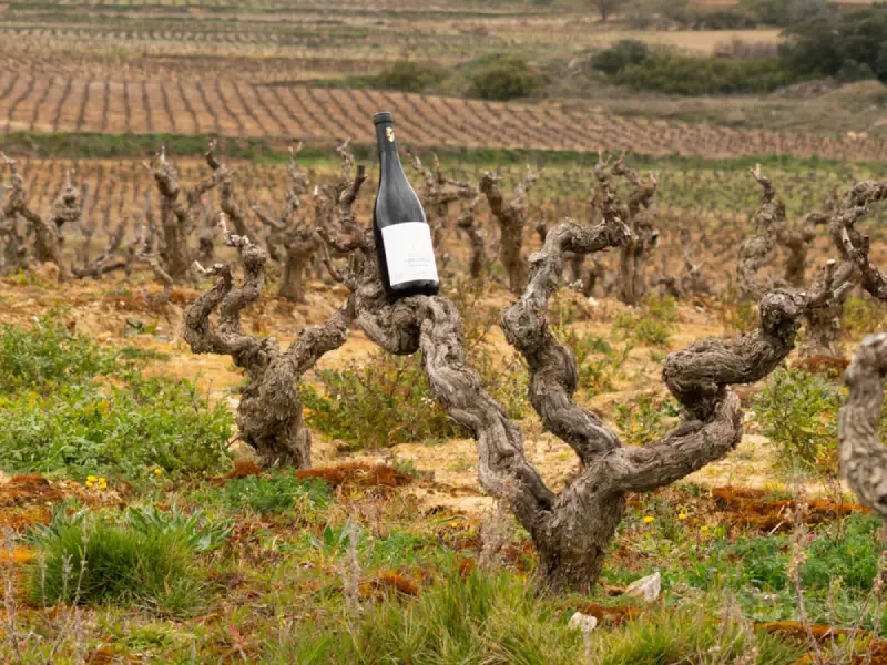 Tasting Familia Matarromera (1)