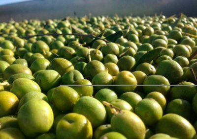 Rueda, mucho más que Verdejo