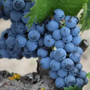 Tu momento emina uvas