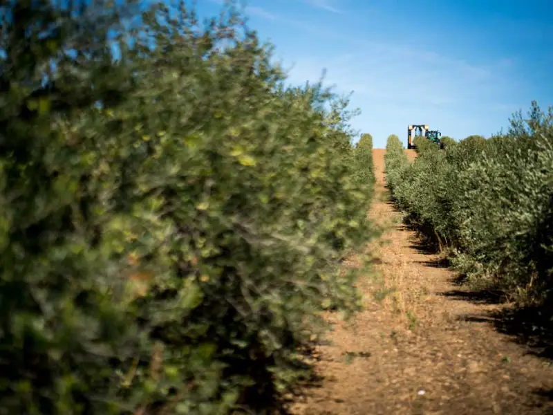 Bono Visita - Aceite y Vinos, Maridajes D.O. Rueda 3