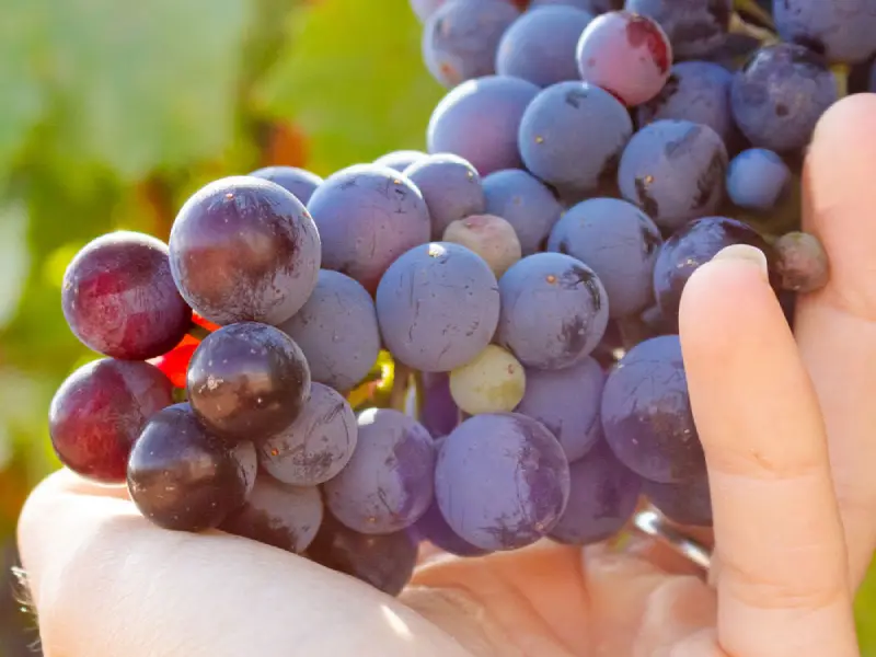 Cata de Uvas & Vinos (1)
