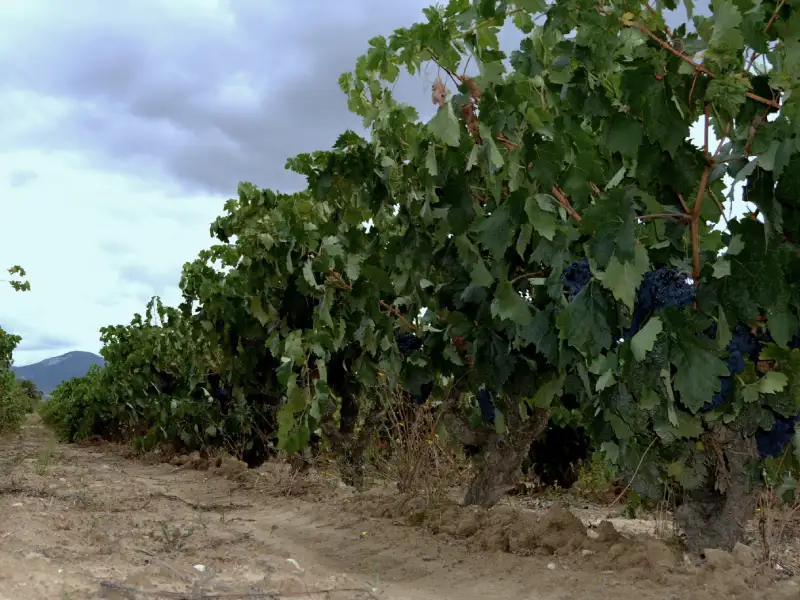 rioja-cm-matarromera-4