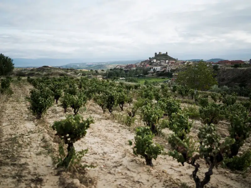 rioja-cm-matarromera-5