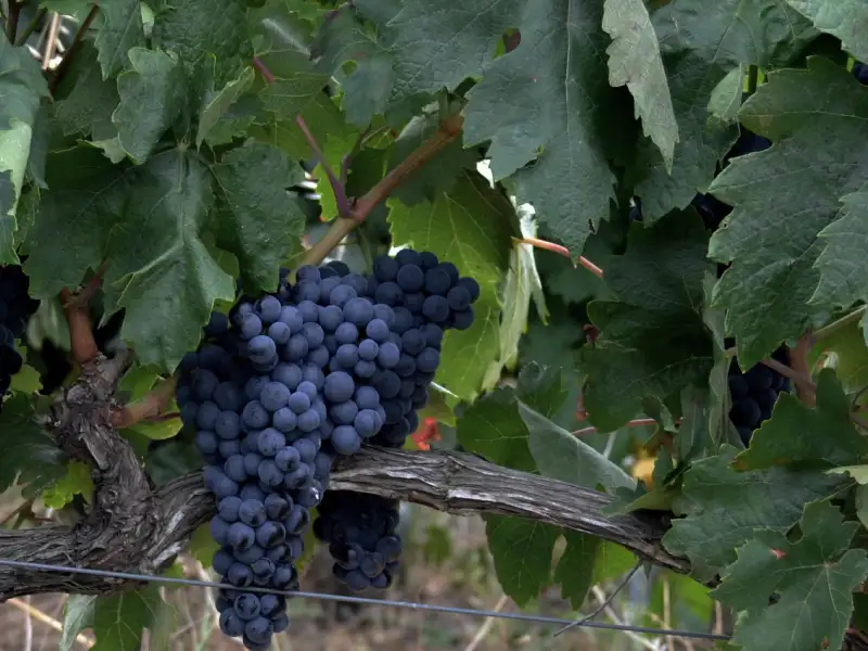 rioja-cm-matarromera