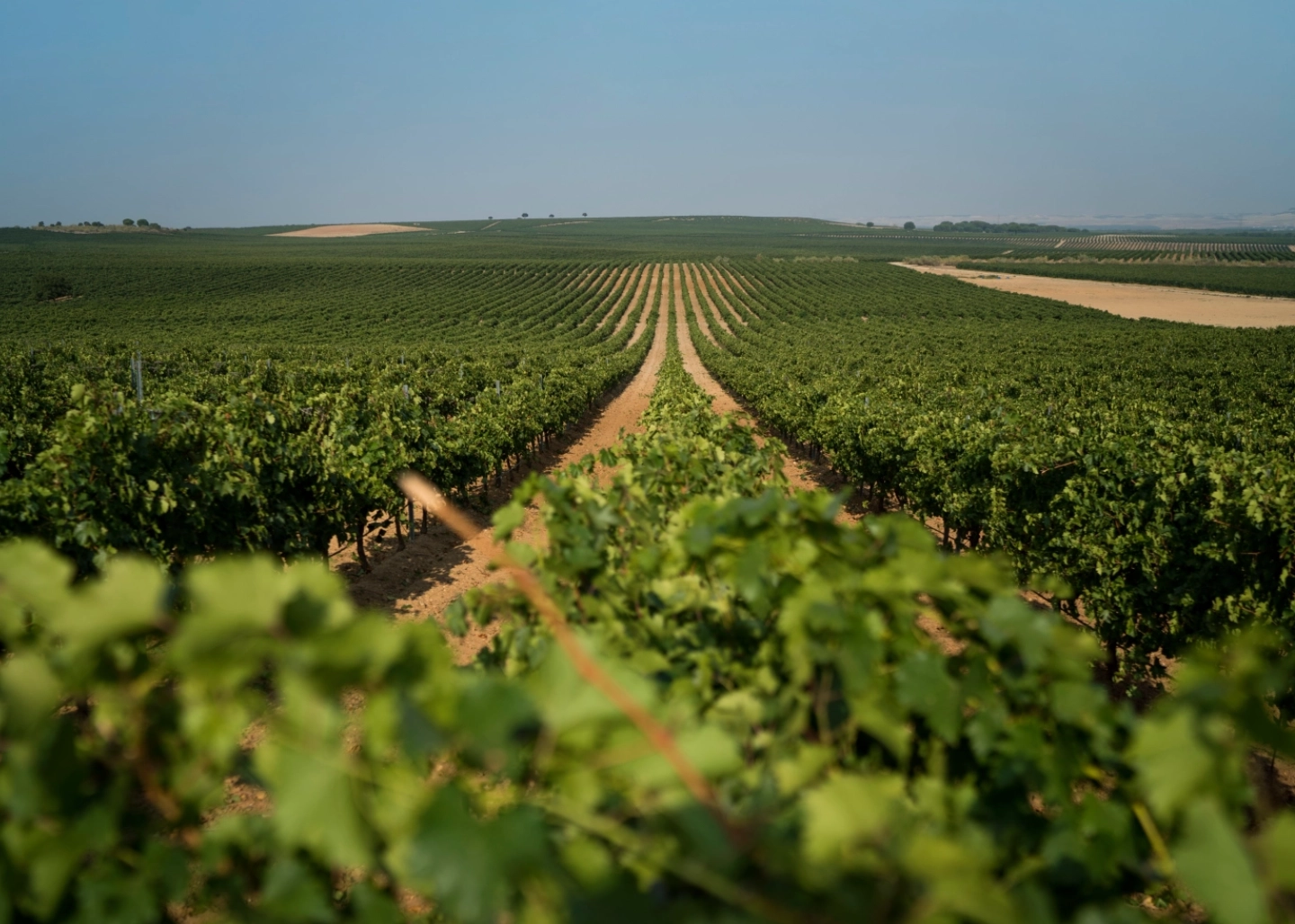 viñedo emina